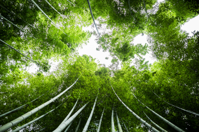 šuma bambusa