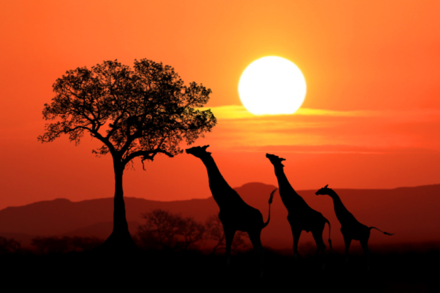 Safari – 3 mesta u Keniji za nezaboravan odmor