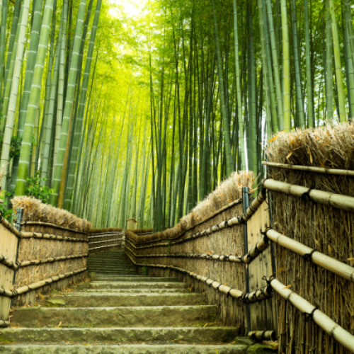 Šuma bambusa Sagano – oaza mira u Japanu